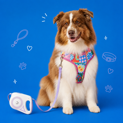 Dog Harnesses, Leashes & Collars