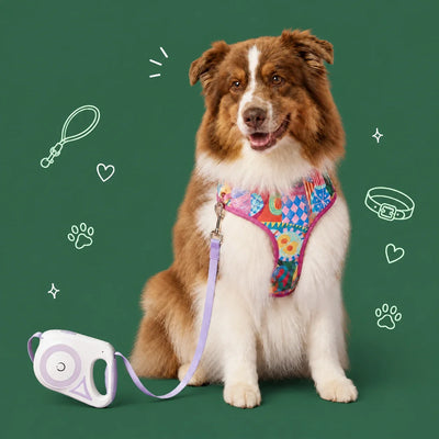 Dog Harnesses, Leashes & Collars